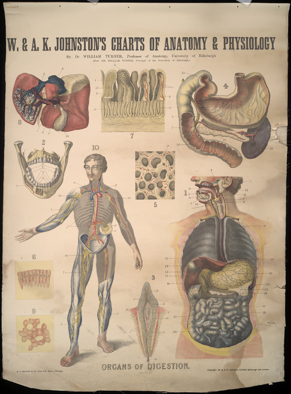 organs of digestion
