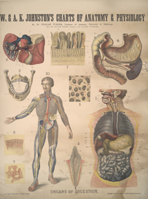 Organs of digestion