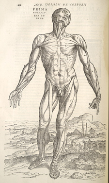 Vesalius