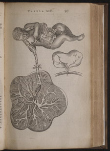Bartholin,…Anatome ex omnium…, p 317
