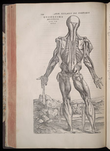 Vesalius,…de humani corporis fabrica libri septem, p 244