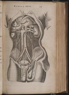 Bartholin,…Anatome ex omnium…, p 175