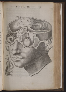 Bartholin,…Anatome ex omnium…, p 507