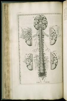Eustachi, Tabulae anatomicae…, tab XVIII