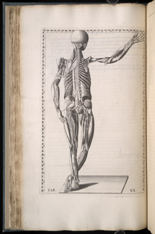Eustachi, Tabulae anatomicae…, tab XX
