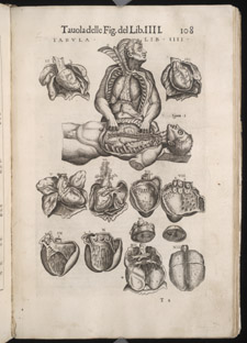 Valverde, La anatomia del corpo umano, p 108