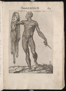 Valverde, La anatomia del corpo umano, p 64