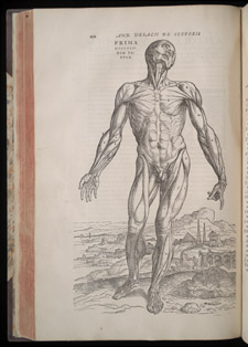 Vesalius,…de humani corporis fabrica libri septem, p 210
