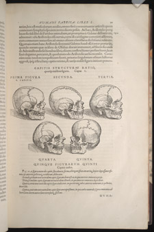 Vesalius,…de humani corporis fabrica libri septem, p 21