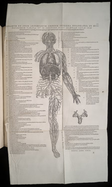 Vesalius,…de humani corporis fabrica libri septem, p 505