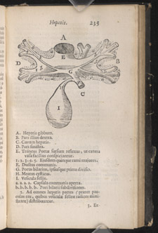 Glisson,…Anatomia hepatica…, p 235