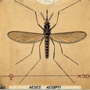 The Aedes Aegypti Mosquito, coloured drawing by Amedeo John Engel Terzi. Courtesy of the Wellcome Library, London, Wellcome Images: images@wellcome.ac.uk http://wellcomeimages.org/